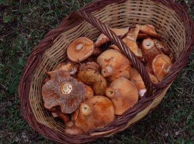  Ang mga mushroom na alon ay may maraming mga kapaki-pakinabang na katangian para sa katawan.