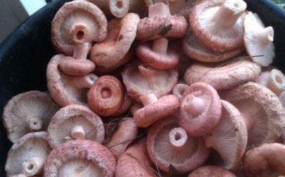  Značajke gljiva gljiva