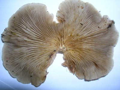 Ang mga mushroom ng oyster ay mayaman sa maraming mga bitamina at iba't ibang mga kapaki-pakinabang na elemento.