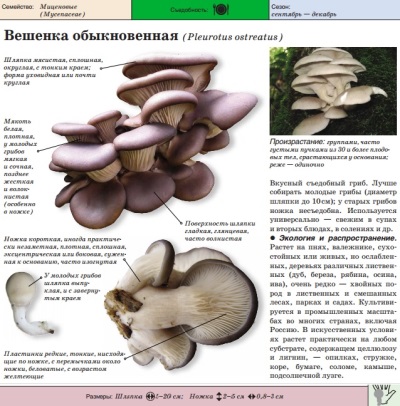  Karaniwang oyster mushroom