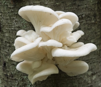  Ústřice houby rostou na dřevo a jsou velmi časté v Rusku