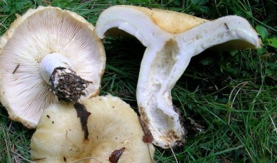  Les champignons laitiers sont très appréciés en raison de leur composition chimique riche.