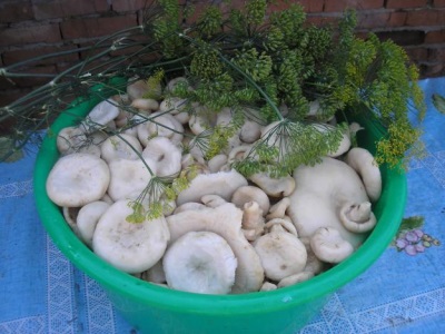  Výhody hub houby