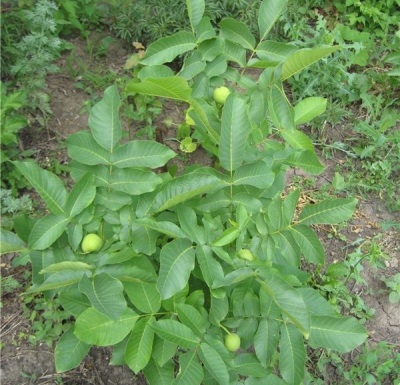  Mga seedlings ng walnut na nakatanim sa lupa