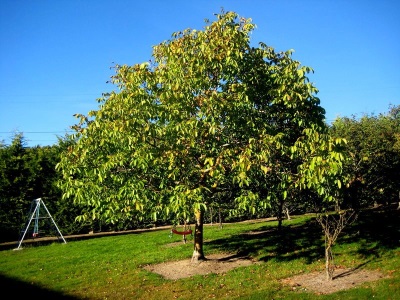  Walnut tree growing