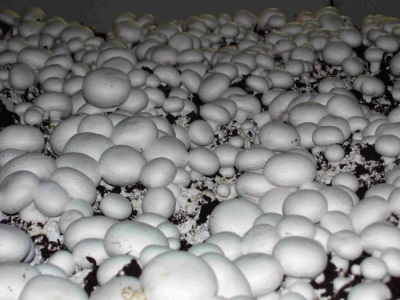  Pěstování hub