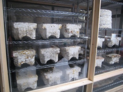  Culture de champignons en briquettes