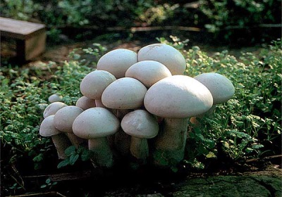  Culture de champignons dans le pays