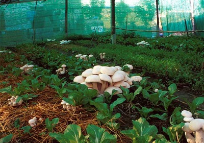  Pěstování hub ve skleníku
