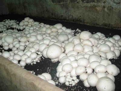  Culture de champignons au sous-sol
