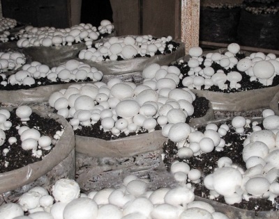  Mushroom dyrking i poser