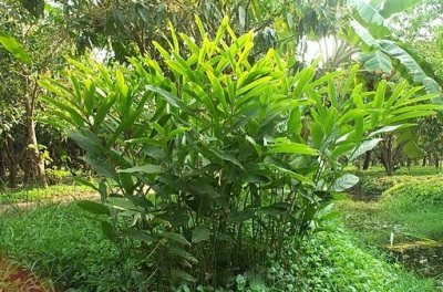  Κινέζικα Alpinia officinalis