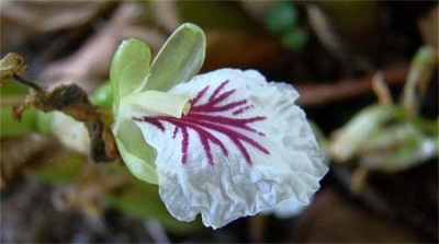  Fleur de cardamome