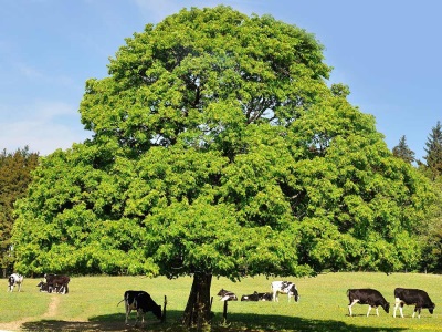  Kestenovo drvo