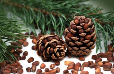  Pine ořechy pro uzdravení těla