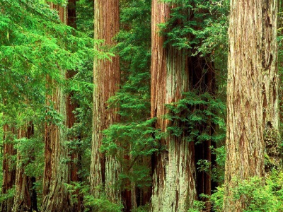  Fakta menarik tentang sap dan pokok cedar