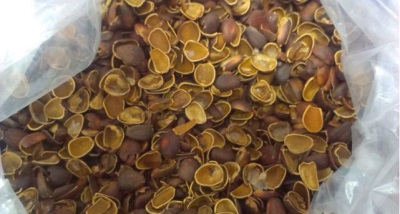  Pine nut shells and their use