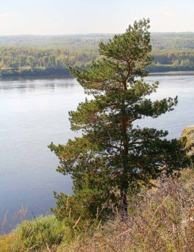  Siberian cedar pine