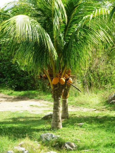  Kokosová palma