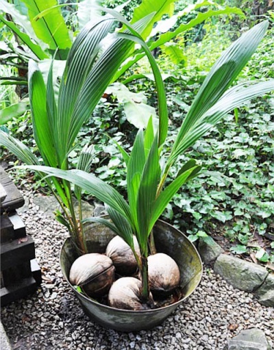  Augošs kokosrieksts mājās