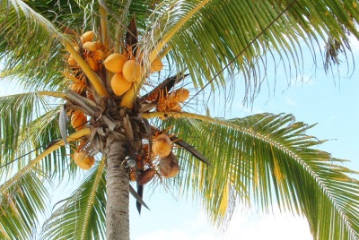  Pokok kelapa