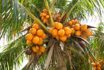  Hur kokosnötter växer