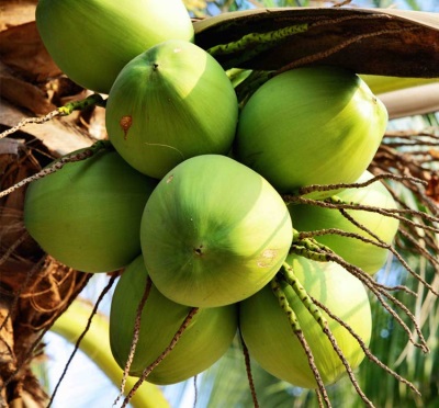  Green coconuts
