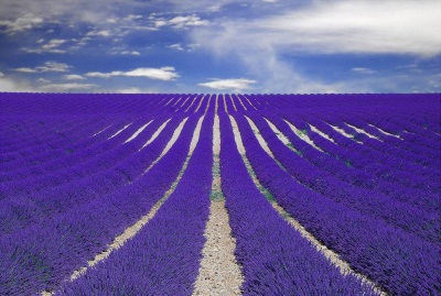  Lavendel fält