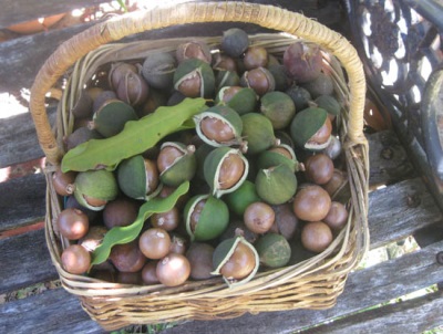  Kacang Macadamia digunakan untuk tujuan perubatan untuk merawat penyakit tertentu.
