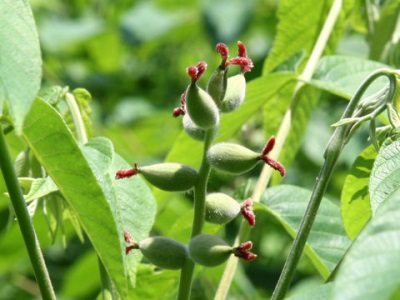  Kvetení a tvorba plodů manchurského ořechu