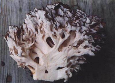  Les bienfaits de l'extrait de champignon maitake pour renforcer et soigner le corps
