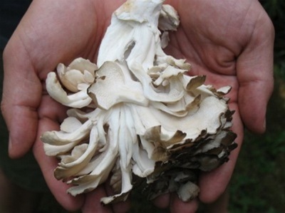  Särskilda egenskaper för maitake-svampar
