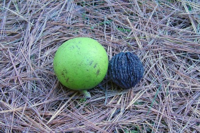  Zajímavosti o černém ořechu