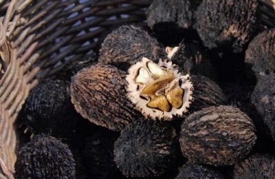  Jak se nemýlit při výběru a nákupu černého ořechu