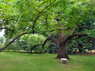  Kemunculan pokok walnut hitam