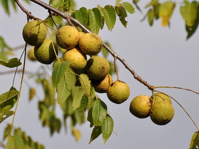  Fruits de noix noire