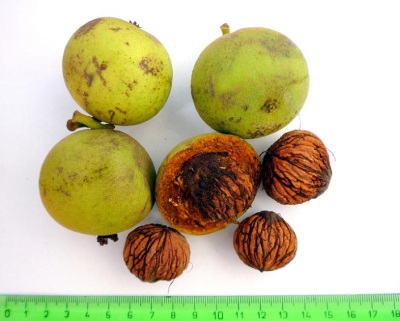  Charakteristika černého ořechu