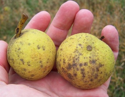  Ang Black walnut ay may isang kayamanan ng mga kapaki-pakinabang na katangian.