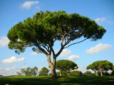  Italská borovice borovice