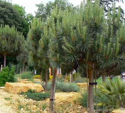  Lumalagong pine pine
