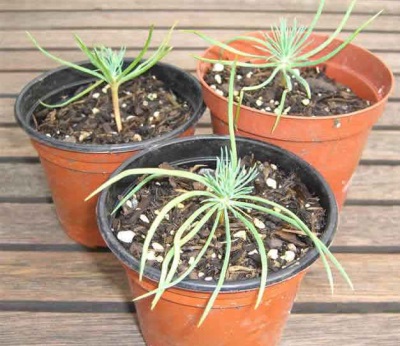  Pine Pine seedlings