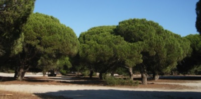  Pinea ditanam kebanyakannya di Itali, Turki dan Sepanyol.