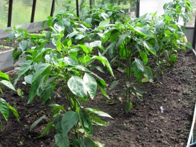  Planting paprika i bakken