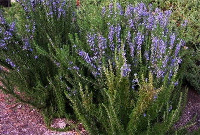  Rosemary bush
