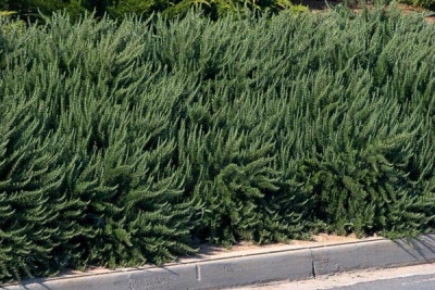  Rosemary hedge