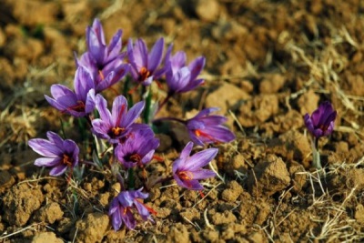  Ciri-ciri Saffron