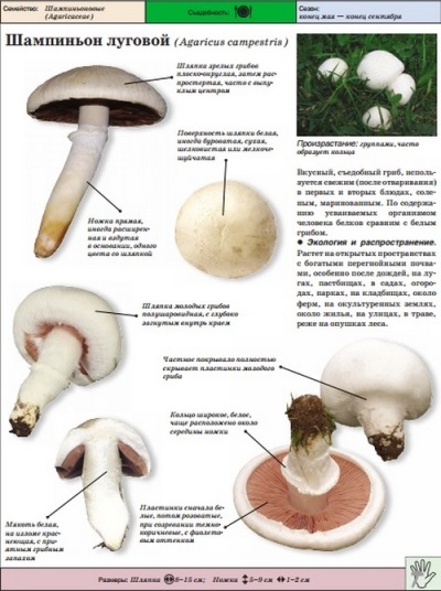  Meadow mushroom eller Champignon ekte