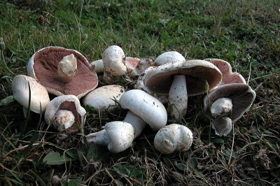  Règles de cueillette de champignons