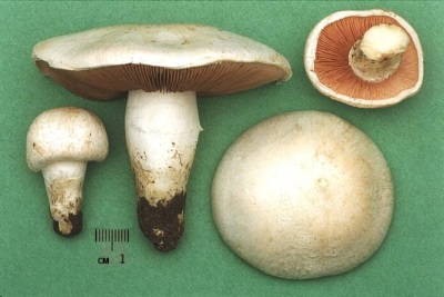  Mga katangian ng mga mushroom ng champignon