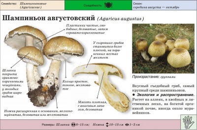  Mushroom augusti
